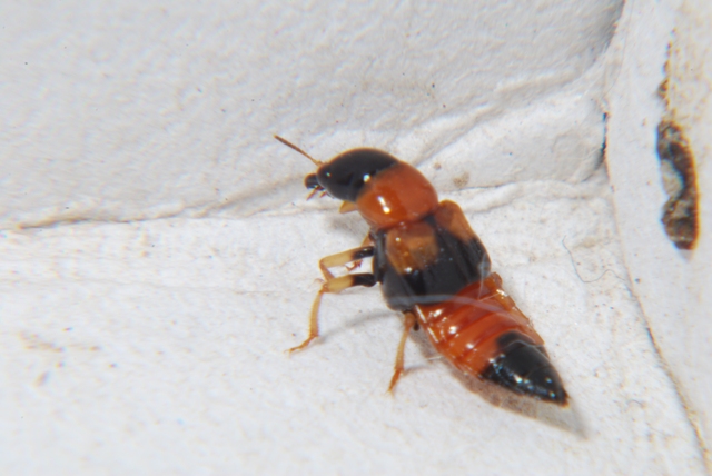 Oxyporus rufus
